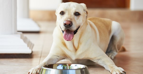 a dog waits for its bowl to be filled up