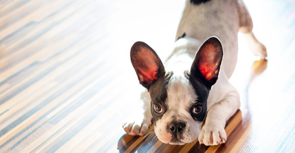 a dog gets ready to pounce