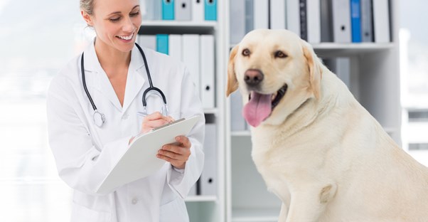 a vet tech who loves her career