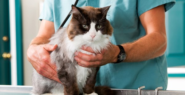 a vet tech who knows the salaries for her profession