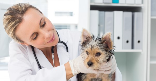 a person who went to vet tech school