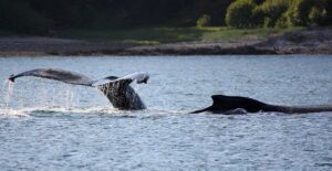 a whale breaches the surface of the water along the Alaskan coast