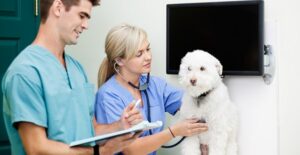a vet tech and a vet assistant treating a dog