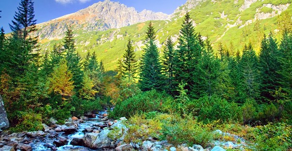 a beautiful stream along a hiking trail in park city utah