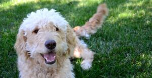 A dog smiles as his owner keeps him cool in the summer.