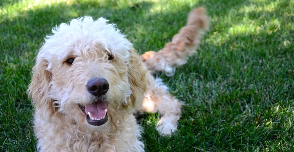 A dog smiles as his owner keeps him cool in the summer.
