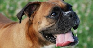 A dog obliviously breathing his bad breath on his owner who wants to gag.