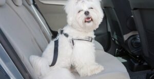 A small dog riding in a car with her owner on a long road trip.