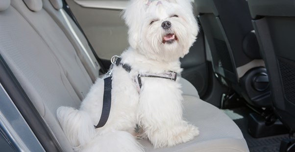 A small dog riding in a car with her owner on a long road trip.