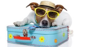 a dog dressed for a beach vacation with sunglasses sits on a suitcase