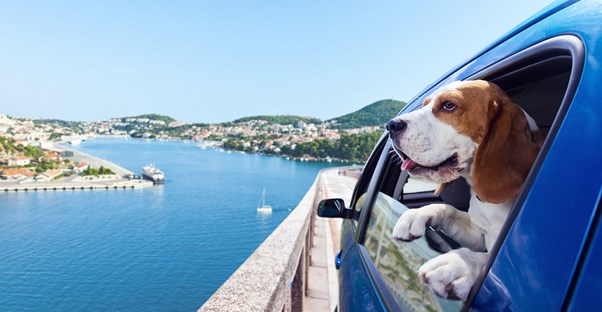 a dog sticks his head out of a traveling car