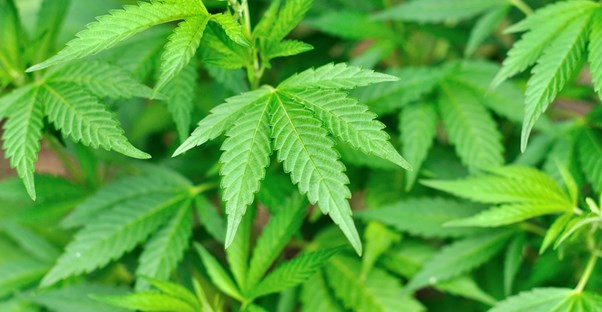 teen drug slang for marijuana is something parents should be familiar with