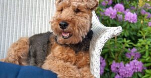 A dog lounging on outdoor furniture