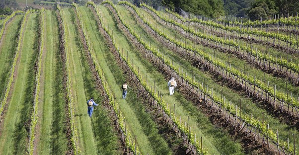 workers tend to a napa valley winery vineyard