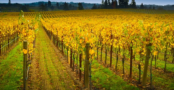 grape leaves in a vineyard turn a bright shade of yellow