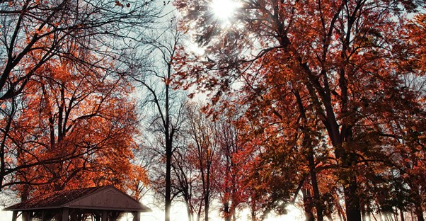 A picturesque fall campsite
