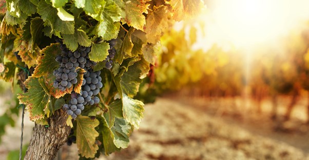 the sun sets behind a row of sonoma grapes