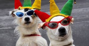 Dogs dressed up for halloween