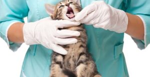 Veterinarian swabs the mouth of an adorable little kitten