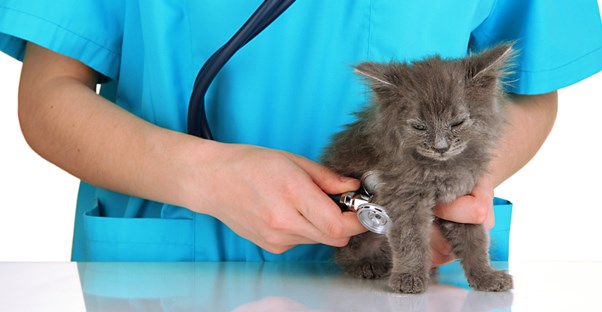 Veterinarian handles a cute cuddly kitten