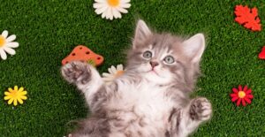 A kitten playing outside