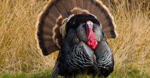 A turkey that doesn't want to be eaten on Thanksgiving