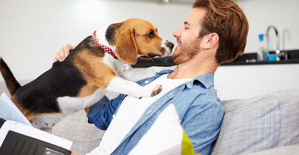 Beagle excited to see the vet thanks to pet insurance