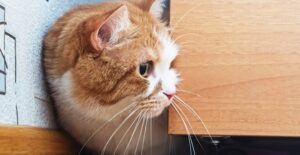 a cat exploring a new house