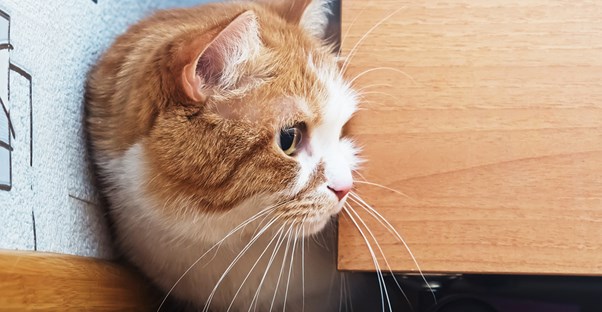 a cat exploring a new house