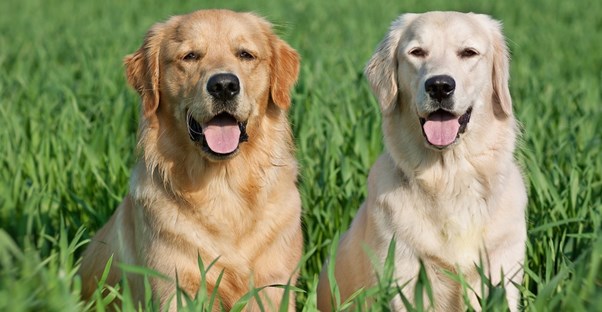 Golden retrievers in a field.