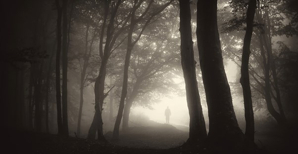 An enchanted, fairy tale forest.