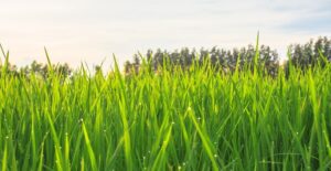 Being green is good for the environment