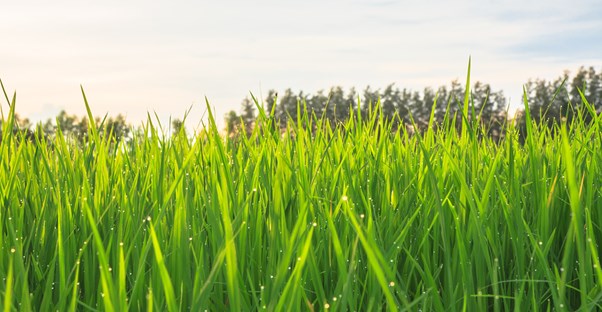 Being green is good for the environment