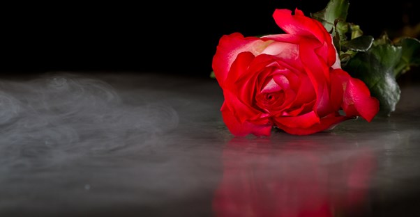 A rose given out on The Bachelor.