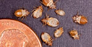 a closeup picture of a bed bug