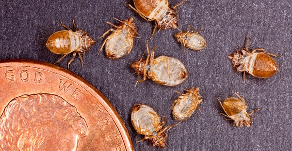 a closeup picture of a bed bug