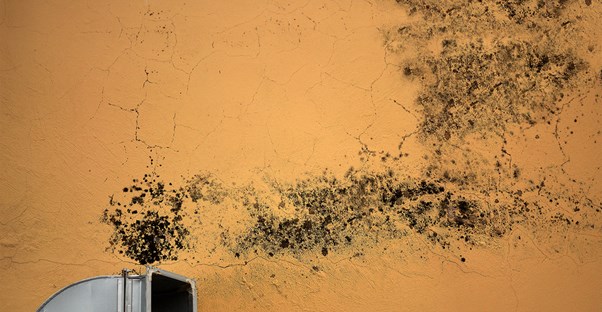 Mold growing on an outside wall.