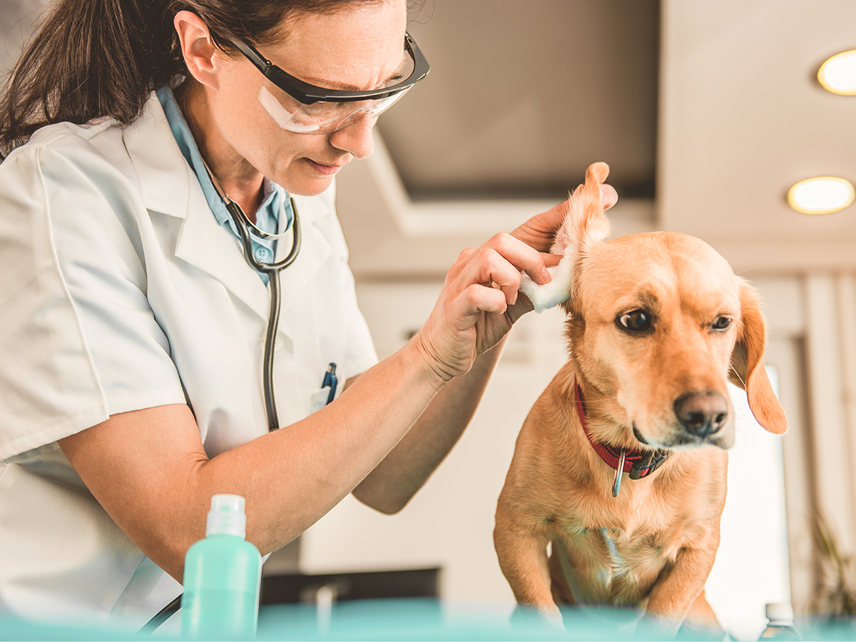 Veterinarians