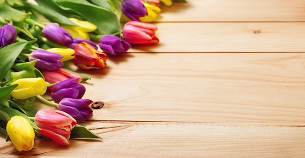 Tulips given as a Mother's Day gift.