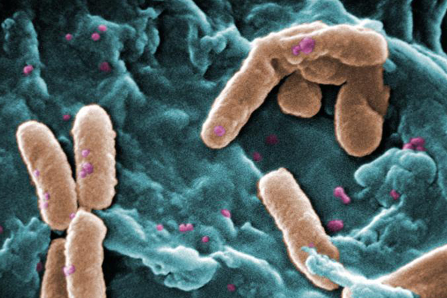 Pseudomonas