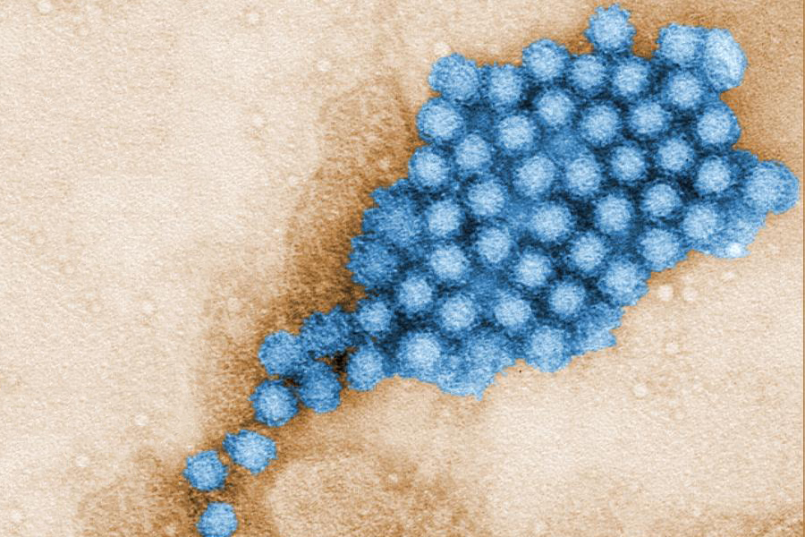 Norovirus