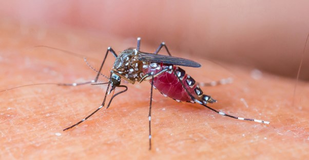 A mosquito biting someone