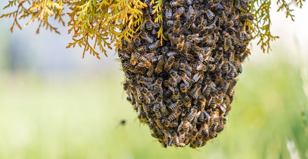 A hive of killer bees