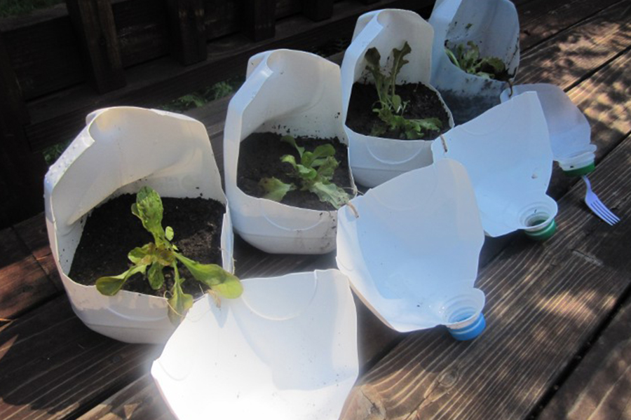 Protect your seedlings with a milk jug greenhouse.