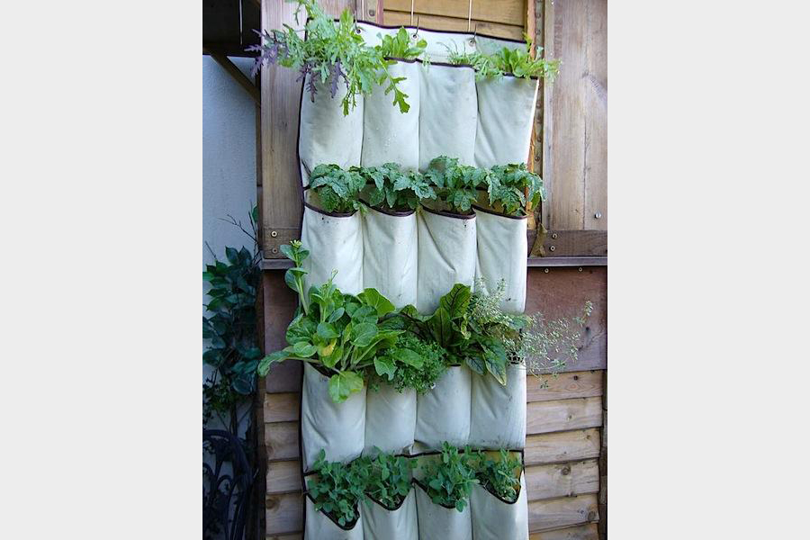 Make a vertical garden with a cloth shoe holder.