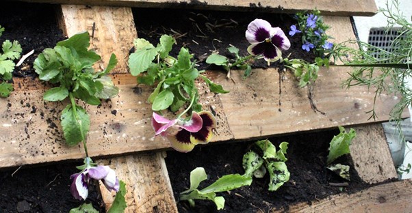 A vertical garden made with a pallet