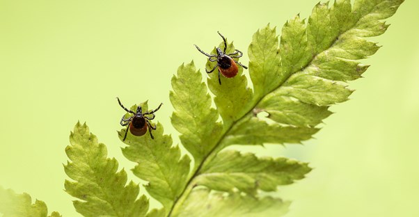 Tick-borne diseases
