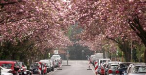 cherry blossoms bloom over streets in bonn germany