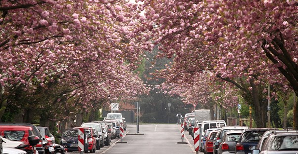 cherry blossoms bloom over streets in bonn germany