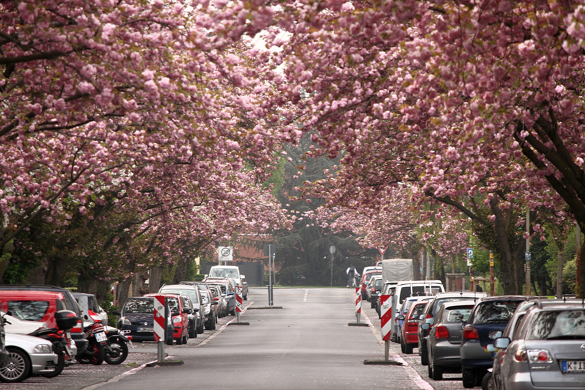 Cherry Blossoms